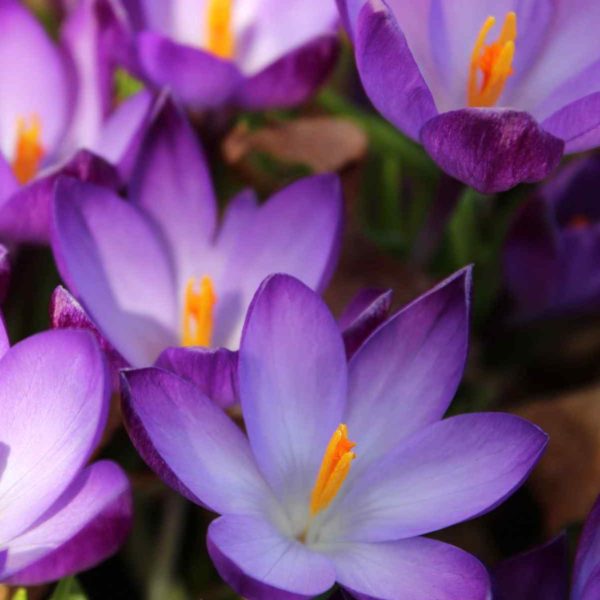 Crocus flowers - purple.