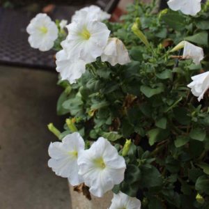 White flowers growing in a pot with a bench beside it.