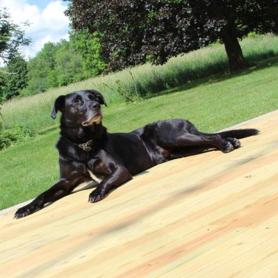 A black dog laying on a deck.