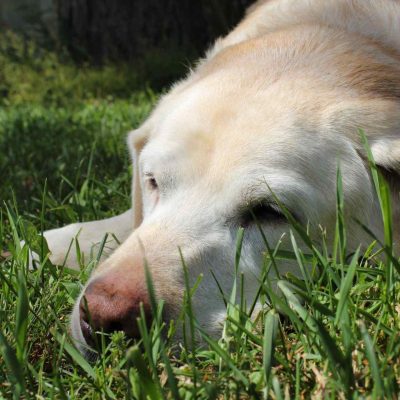 A light colored dog laying in the grass.